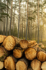 Real is beautiful. Fresh early morning mist in the forest. Beautiful sunrise in the woods cutting area with a fog. Felling of trees. Cut trees in a row. Forest protection concept.