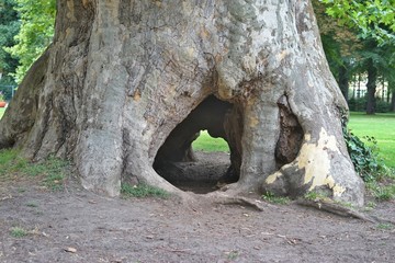 Berlin - Baum mit Loch