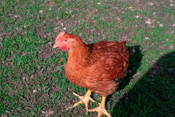 Chickens walk on the grass