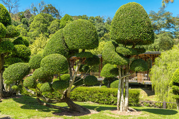 Topiary box trees in the botanical garden of Kuala Lumpur