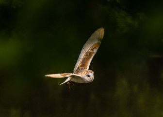 Barn Owl In Flight