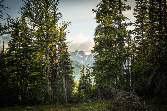 North Cascade mountain view through evergreen pines along the Pacific Crest Trail