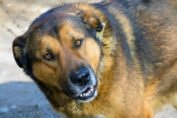 Sad eyes of a big domestic dog. Defender of the house and a true friend.