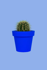 green cactus with needles in a turquoise pot on a blue background. blue green. isolated
