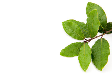 Naklejka na ściany i meble fresh green laurel leaves on top of a white background.