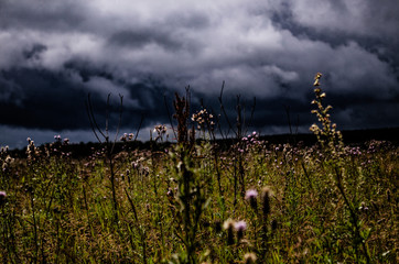 
Storm clouds over a flower field