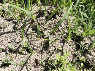 Plan rapproché d'un nid de fourmis