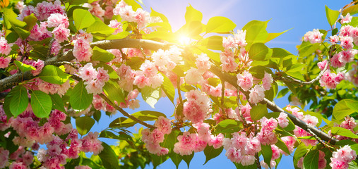 Obraz na płótnie Canvas Cherry - Sakura and sun with a natural colored background. Wide photo .