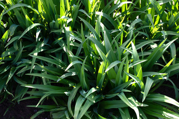 Green plants near the old fence