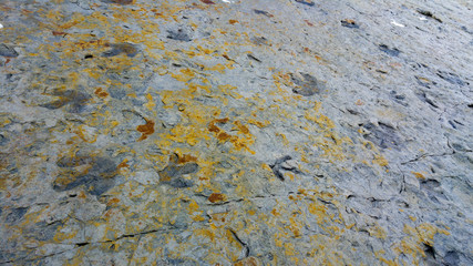 Dinosaur footprints, Dinosaur Ridge, Colorado, USA