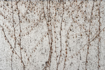 Dry creeper, ivy plant on the concrete wall. background.