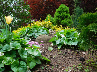 Decorative plants and stone on ground.