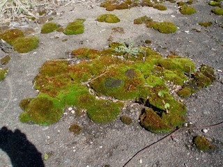 Beautiful green moss on the asphalt