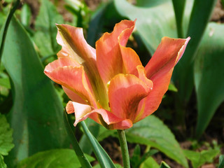 Orange tulip macro photo