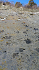 Dinosaur footprints, Dinosaur Ridge, Colorado, USA