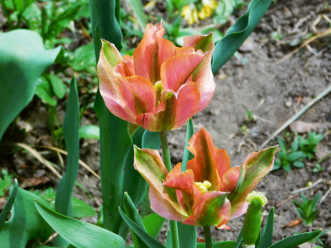 Two orange tulips macro photo.