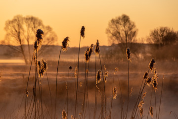 Poranek w Dolinie Narwi. Rzeka Narew. Podlaskie wierzby, Polska © podlaski49