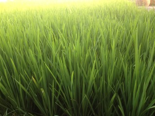 arrozal verde intenso 