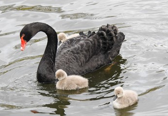 Naklejka premium Side view of female Black Swan with three small cygnets