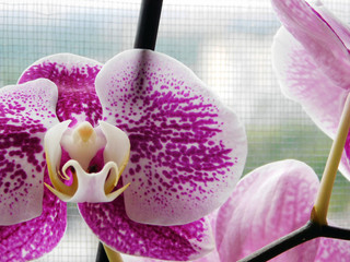 Beautiful purle-white orchid macro photo.