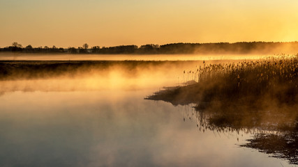 Poranek w Dolinie Narwi. Rzeka Narew. Podlaskie wierzby, Polska
