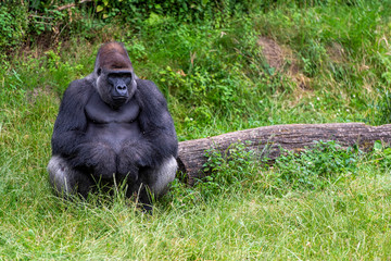 Western lowland gorilla sitting by a tree trunk