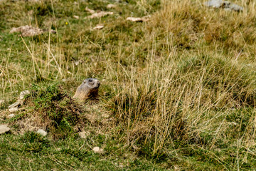 Marmotta al Parco Nazionale dello Stelvio