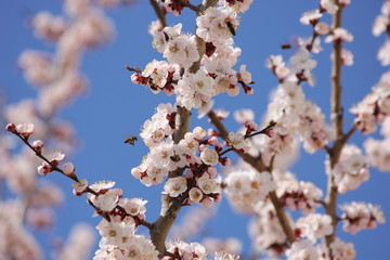  sakura blossom in spring