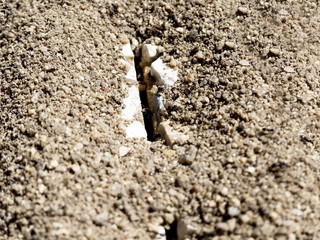 Plan rapproché d'un nid de fourmis