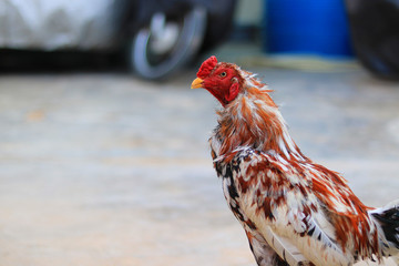 A close-up of a rooster's head and neck