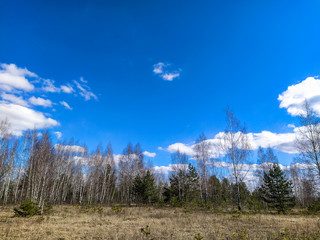 the image of a spring forest