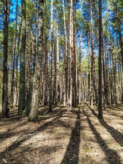 the image of a spring forest