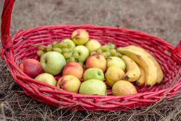 Red basket and fruits on the yellow grass in autumn outdoor. Apples, bananas and grapes in a basket, top, front view. Fresh juicy citrus fruits in a basket on a wooden background
