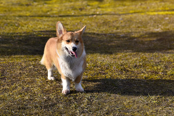 Welsh Corgi Pembroke