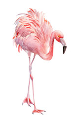 flamingo bird, isolated background, watercolor drawings © Hanna