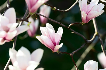 Magnolia flowers on dark background