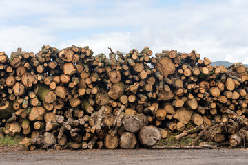 Firewood, sawn trees. Woodpile - stack of wood.