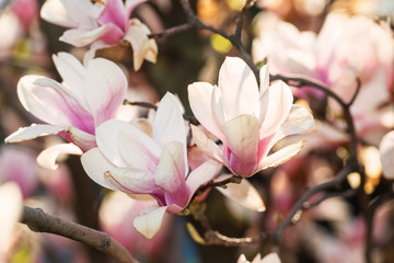 Beautiful magnolia flowers