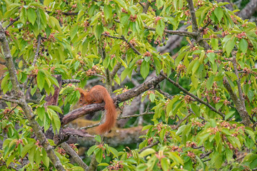 Naklejka na ściany i meble Eichhörnchen sitzt auf einem ast Baum im Frühling Sciurus nagetier 