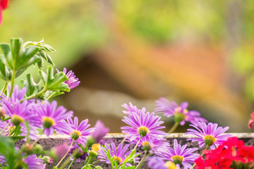 lila Gänseblümchen, Brachyscome iberidifolia sommer frühling 