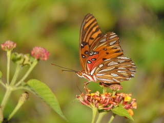 butterfly on flower