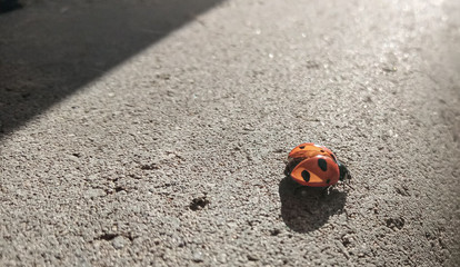 a ladybug crawls on a stone on a Sunny day
