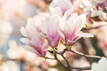 Pink magnolia and sunshine