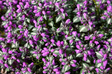  Lamium maculatum. Abundant flowering of dead-nettle. Purple flowers with beautiful smoky leaves. Floral background as an example of wallpaper.