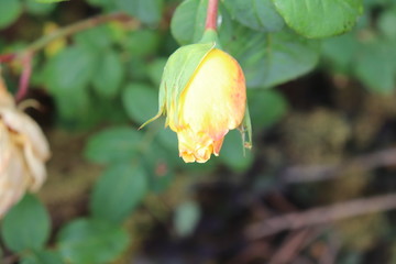 Bouton de rose jaune au printemps - Ville de Corbas - D&eacute;partement du Rh&ocirc;ne - France