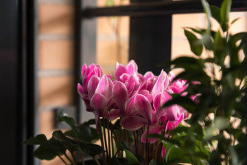 A flowering plant with pink petals in a pot next to a window