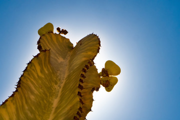 CANARIAN CACTUS
