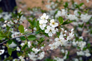 Cherry blossom in spring. Beautiful white blooming cherry flowers close-up in sunny weather. Selective focus.
