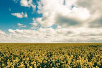 Fototapeta premium cloudy sky over the yellow rapeseed field hdr landscape wide angle