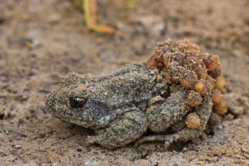 Männliche Geburtshelferkröte (Alytes obstetricans) mit Laichschnüren